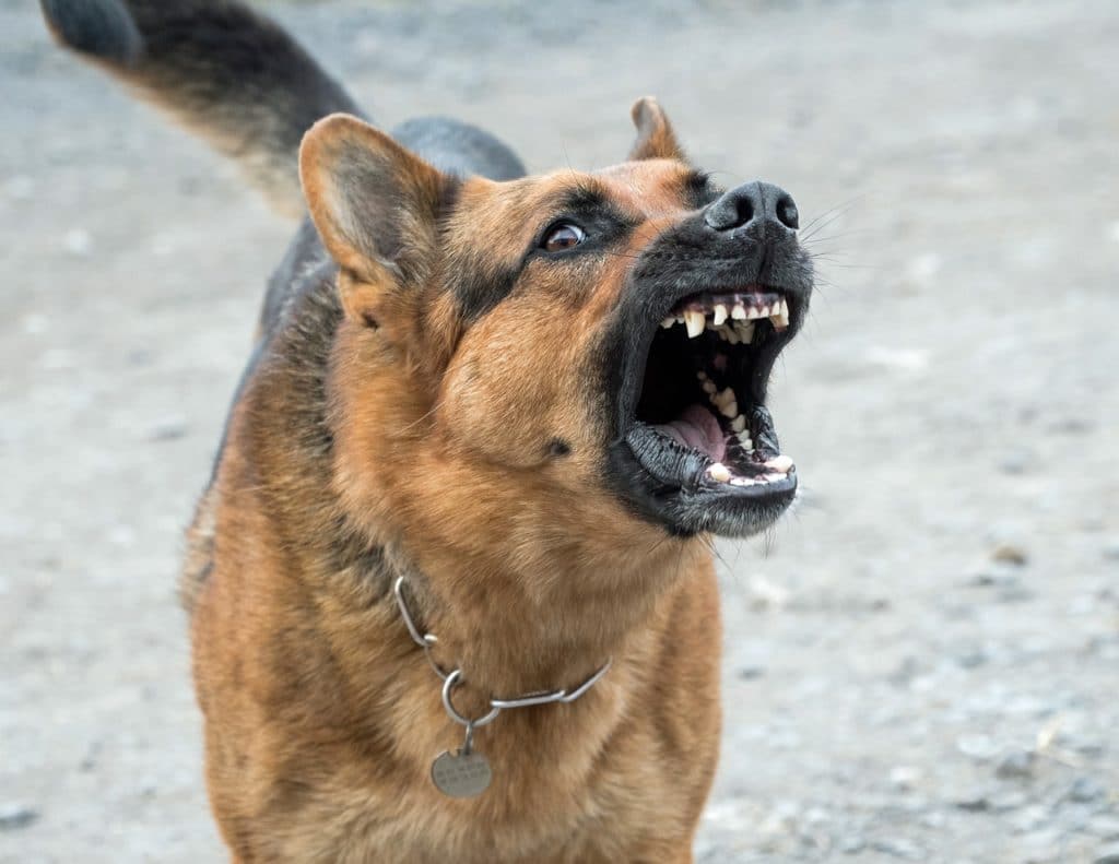 guard dog biting